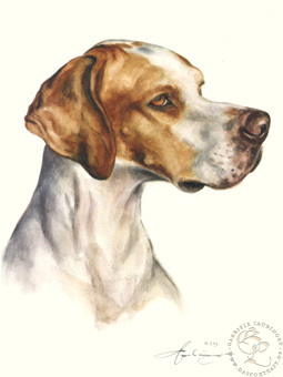 English Pointer