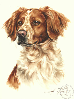 Epagneul Breton - Br. Vorstehhund