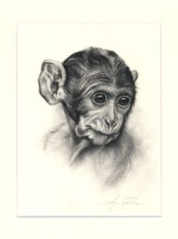 Affe 01