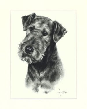 Airedale Terrier 01