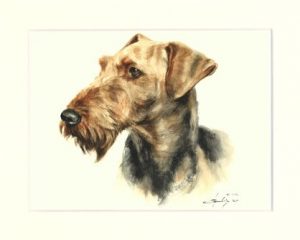 Airedale Terrier 02