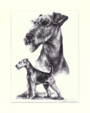 Airedale Terrier 03