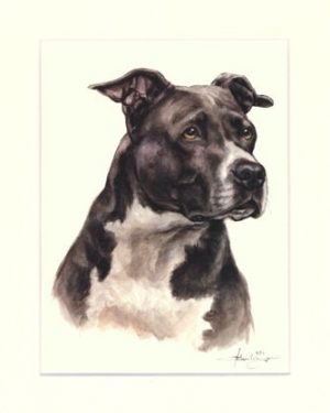 American Staffordshire Terrier 01