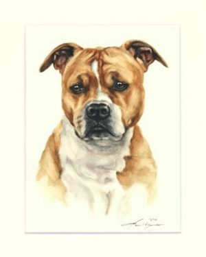 American Staffordshire Terrier 02
