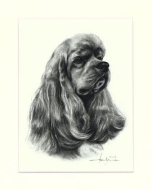 American Cocker Spaniel 01