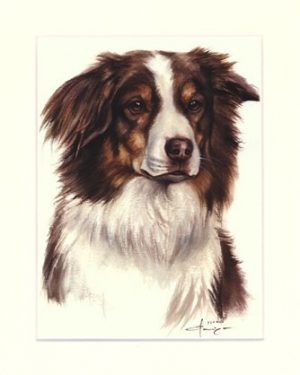 Australian Shepherd 01
