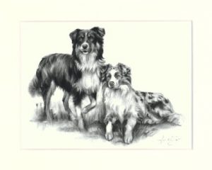 Australian Shepherd 03