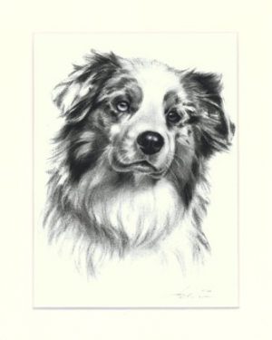 Australian Shepherd 04
