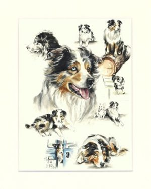 Australian Shepherd 05