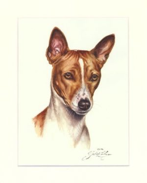 Basenji 01
