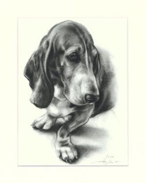 Bassethound 01