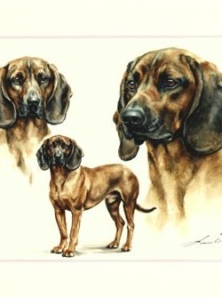 Bayerischer Gebirgsschweisshund 03