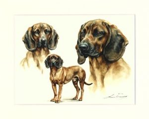 Bayerischer Gebirgsschweisshund 03