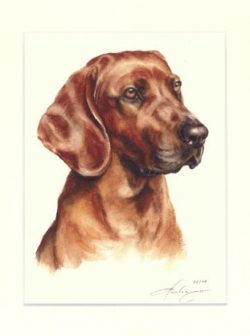 Bayerischer Gebirgsschweisshund 01