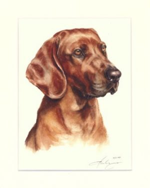Bayerischer Gebirgsschweisshund 01