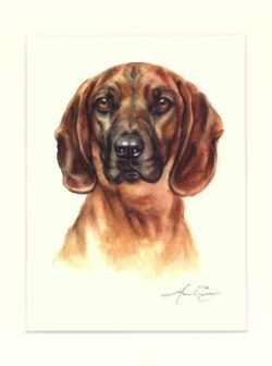 Bayerischer Gebirgsschweisshund 02