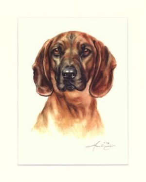 Bayerischer Gebirgsschweisshund 02