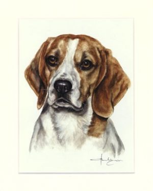 Beagle 01