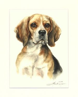 Beagle 03