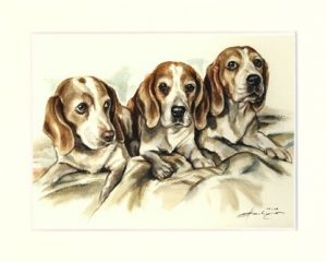 Beagle 04