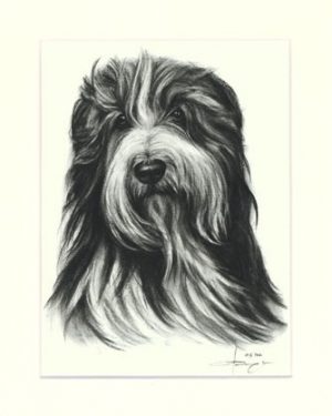 Bearded Collie 01