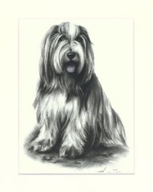 Bearded Collie 02