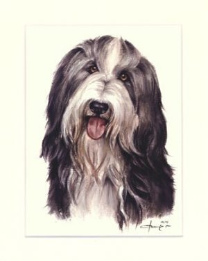 Bearded Collie 03