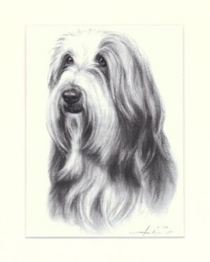 Bearded Collie 04