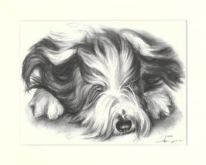 Bearded Collie 05