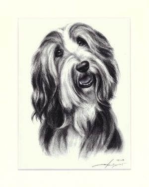 Bearded Collie 06