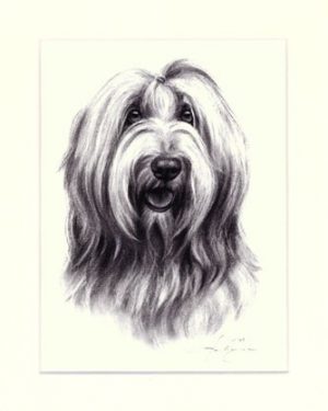 Bearded Collie 07