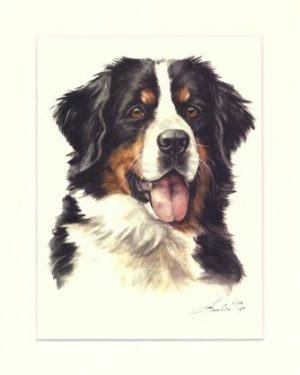 Berner Sennenhund 01