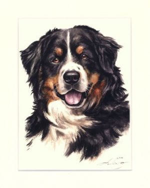 Berner Sennenhund 02