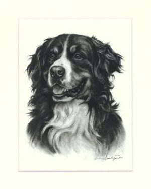 Berner Sennenhund 03