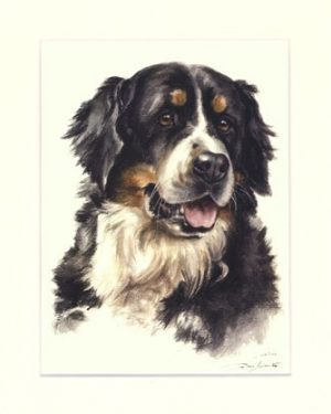 Berner Sennenhund 04