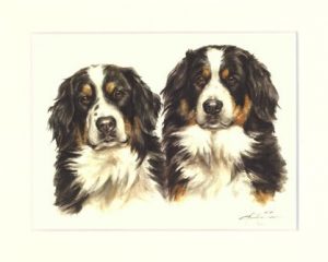 Berner Sennenhund 05
