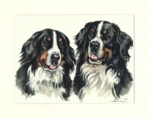 Berner Sennenhund 06