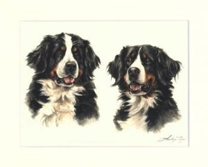 Berner Sennenhund 07