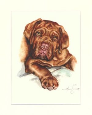 Bordeauxdogge 02