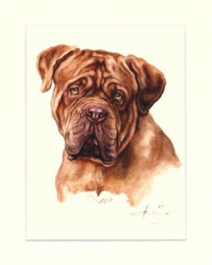 Bordeauxdogge 03