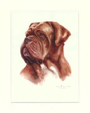 Bordeauxdogge 04
