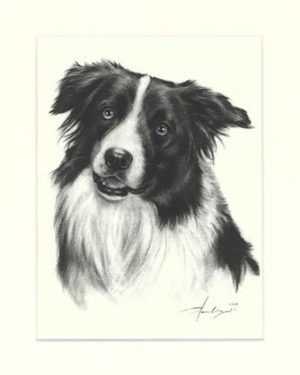 Border Collie 01