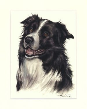 Border Collie 02