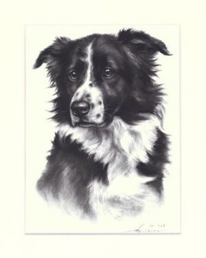 Border Collie 04