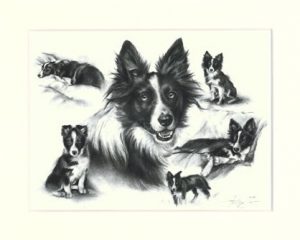 Border Collie 05