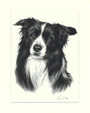 Border Collie 06