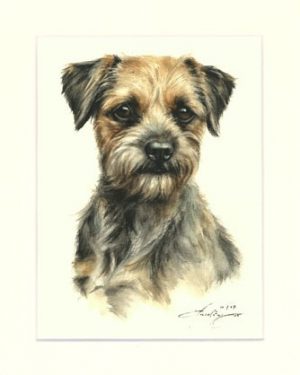 Border Terrier 01