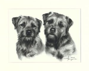 Border Terrier 02