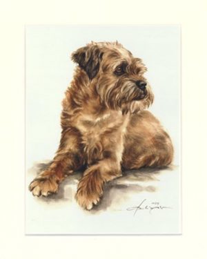 Border Terrier 03