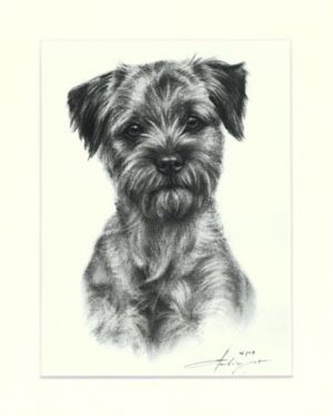 Border Terrier 04